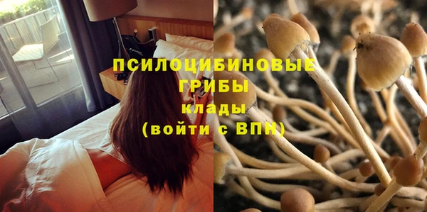 прущие грибы Аркадак